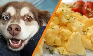 Czy pies może jeść jajecznicę? Sprawdź, co musisz wiedzieć!