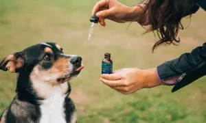 Jaki olej CBD dla psa: wybierz najlepszy produkt dla zdrowia pupila