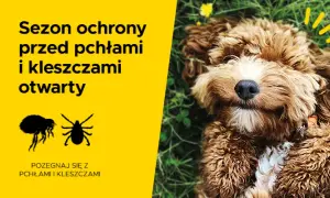 Jak działa tabletka na kleszcze dla psa i co musisz wiedzieć