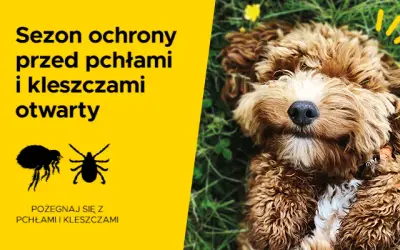 Jak działa tabletka na kleszcze dla psa i co musisz wiedzieć