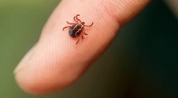 Jakie choroby przenosi kleszcz i jak ich unikać, by się nie zarazić